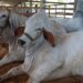 Pecuaristas de 13 municípios do Amazonas têm até sexta-feira para declarar rebanho, alerta Adaf