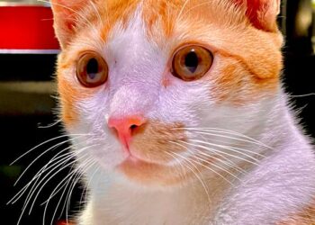 Réveillon Pet-Friendly: especialistas alertam para riscos alimentares e estresse em animais de estimação