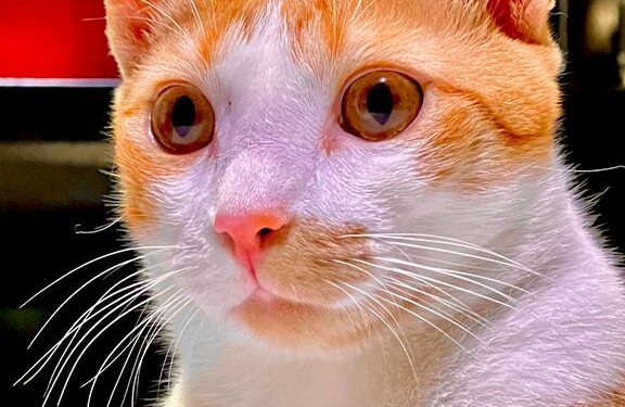Réveillon Pet-Friendly: especialistas alertam para riscos alimentares e estresse em animais de estimação