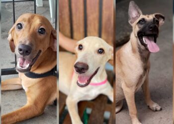 Nova Era promove “Natauuu Pet”, com desfile, brindes e cães e gatos para adoção