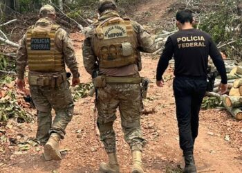 PF e PRF prendem em flagrante homem por transporte de madeira ilegal no AM