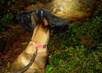 Cães do Corpo de Bombeiros auxiliaram busca por corpo em Presidente Figueiredo