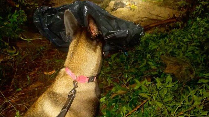 Cães do Corpo de Bombeiros auxiliaram busca por corpo em Presidente Figueiredo