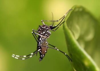 A importância do combate à Dengue