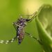 A importância do combate à Dengue
