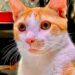 Dia Mundial do Gato celebra e conscientiza para uma vida felina feliz e saudável