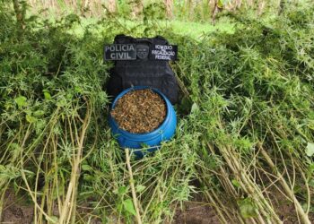 Polícia prende trio e apreende plantação de maconha no Amazonas