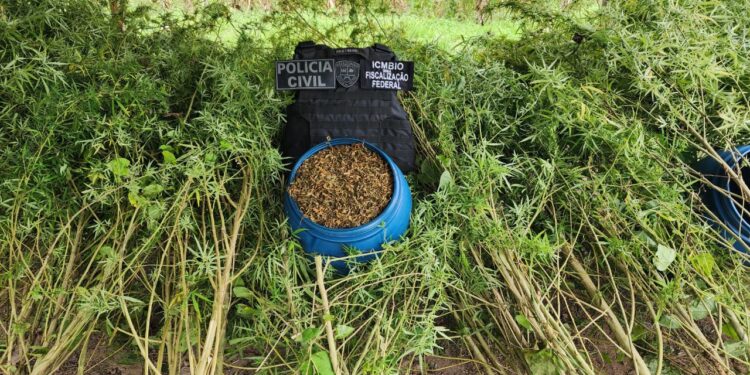 Polícia prende trio e apreende plantação de maconha no Amazonas