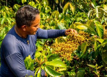 Amazônia: Tokenização de cadeias produtivas promete mudar realidade de agricultores