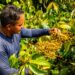 Amazônia: Tokenização de cadeias produtivas promete mudar realidade de agricultores