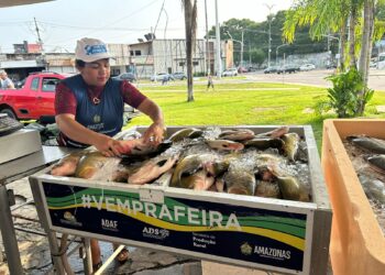117 toneladas de peixes foram comercializadas no Feirão do Pescado 2024