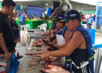 Feirão do Pescado 2024: Mais de 100 toneladas de peixes vão estar à venda em Manaus nos dias 27, 28 e 29 de março