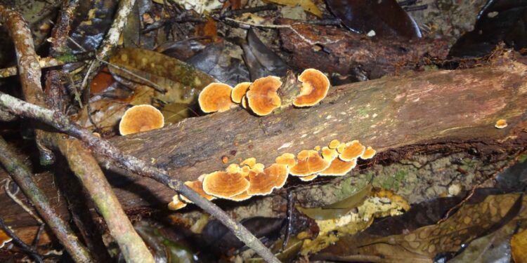 Pesquisa apoiada pelo Governo do Amazonas analisa a importância e os impactos do manejo florestal sustentável