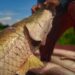 Semana Santa: FAS promove primeira feira de pirarucu de 2024 com venda de 10 toneladas do pescado em Manaus