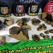 PM apreende cerca de 20 kg de Vivianita em embarcação em Barcelos