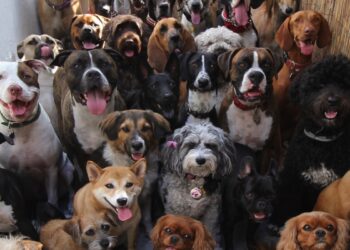 Cãominhada do Bem-estar Animal acontece nesta sexta (26), na Nilton Lins