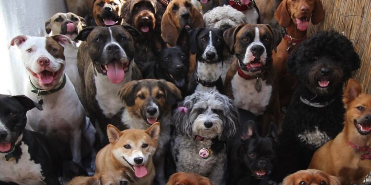 Cãominhada do Bem-estar Animal acontece nesta sexta (26), na Nilton Lins