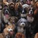Cãominhada do Bem-estar Animal acontece nesta sexta (26), na Nilton Lins