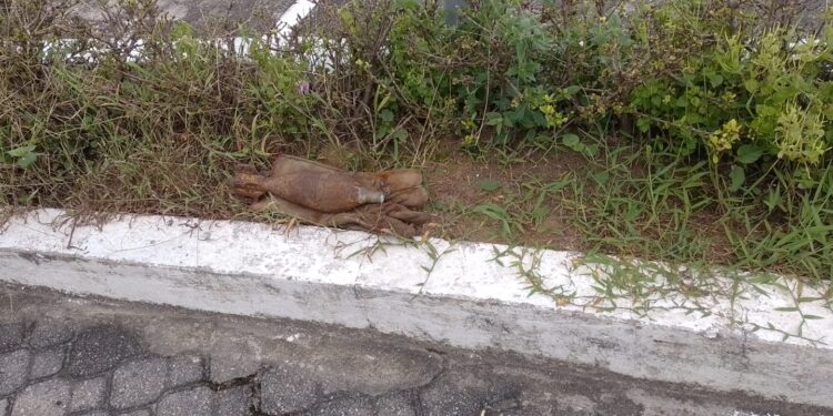 Polícia Militar destrói artefato explosivo deixado em calçada de unidade policial