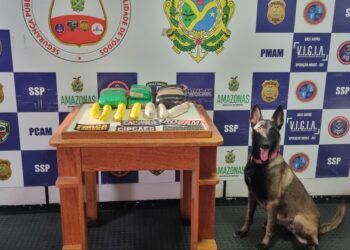 Cadela de faro para narcóticos localiza mais de 8kg de droga em embarcação no Amazonas