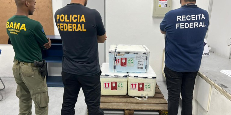 PF prende mulher que transportava espécies raras de arraias no aeroporto de Manaus