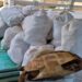Polícia Militar do Amazonas apreende cerca de duas toneladas de pescado ilegal