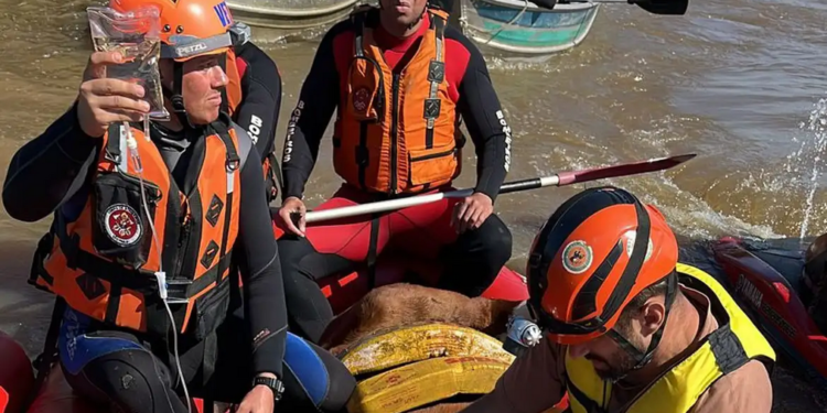 Cavalo Caramelo é resgatado de de telhado de casa no Rio Grande do Sul