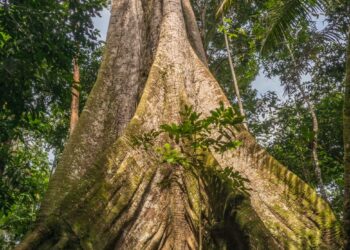 Plantio de mudas dará vida ao Bosque de Sumaúmas do Quintas de SJRN