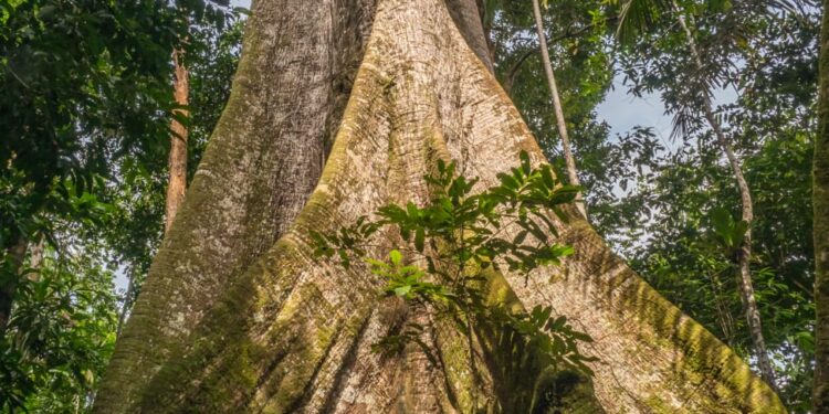 Plantio de mudas dará vida ao Bosque de Sumaúmas do Quintas de SJRN