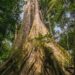 Plantio de mudas dará vida ao Bosque de Sumaúmas do Quintas de SJRN
