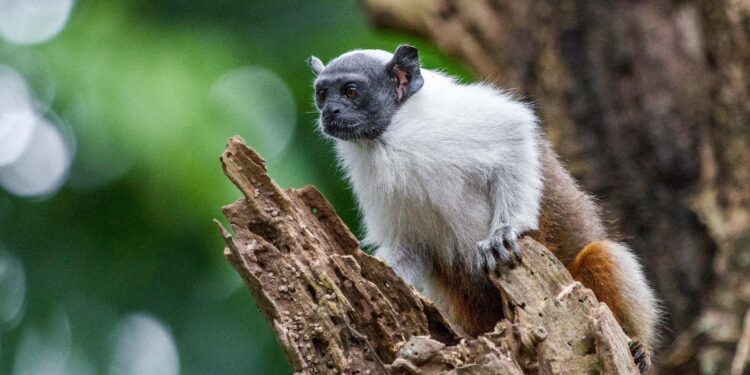 TCE-AM destaca apoio ao ICMBio na criação da Reserva para Sauim-de-Coleira