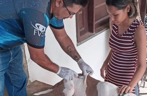 Vacinação contra raiva é antecipada no Amazonas e segue até dia 31 de julho