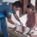 Vacinação contra raiva é antecipada no Amazonas e segue até dia 31 de julho