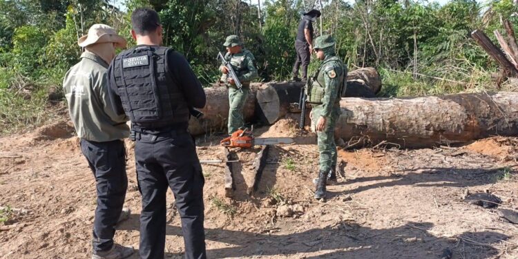 Operação Tamoiotatá aplicou mais de R$ 54 milhões em multa por crimes ambientais no sul do Amazonas