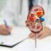 Estudo da Hapvida NotreDame Intermédica indica que cerca de 4% dos beneficiários adultos têm algum grau de doença renal crônica