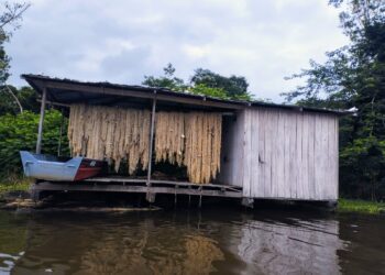 Diagnóstico socioeconômico é realizado com manejadores de pirarucu na Amazônia