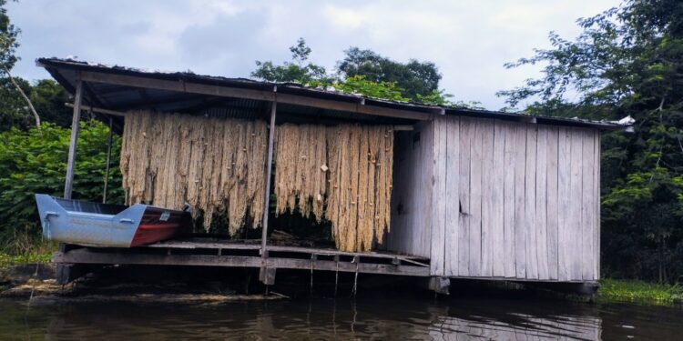 Diagnóstico socioeconômico é realizado com manejadores de pirarucu na Amazônia