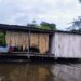 Diagnóstico socioeconômico é realizado com manejadores de pirarucu na Amazônia