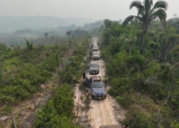 PF, PRF e Ibama combatem desmatamento no Amazonas
