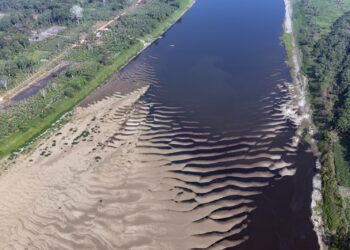 Quatro municípios na região da BR-319 concentram mais da metade da extração ilegal de madeira no Amazonas