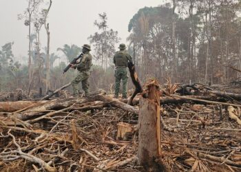 Ibama diz que aplicou R$ 6,8 milhões em multas por desmatamento e queimadas no Amazonas