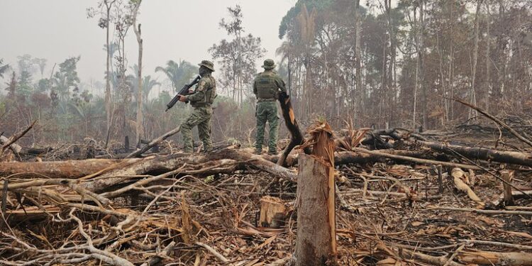 Ibama diz que aplicou R$ 6,8 milhões em multas por desmatamento e queimadas no Amazonas