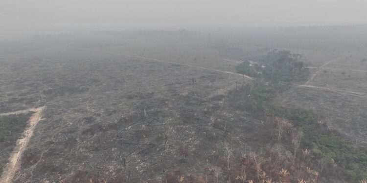 PF prende homem por queimar área equivalente a 450 campos de futebol no Amazonas