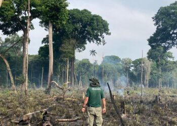 Ibama aplica mais de R$ 1 milhão em multa por combate a desmatamento ilegal no Amazonas