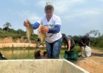 Feirão do Pescado: Edição especial deve movimentar mais de R$ 2 milhões com a venda de pescado nesta sexta-feira, em Manaus