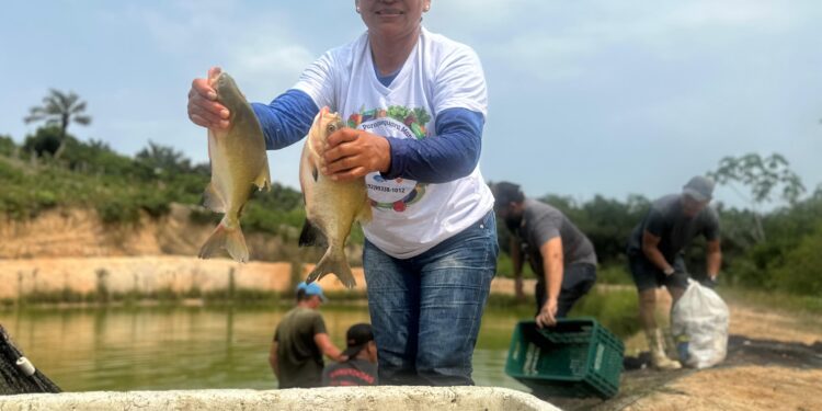 Feirão do Pescado: Edição especial deve movimentar mais de R$ 2 milhões com a venda de pescado nesta sexta-feira, em Manaus