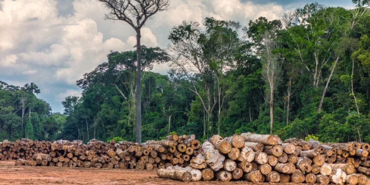 Três terras indígenas que lideram a exploração madeireira na Amazônia estão na área de influência da BR-319, diz Simex  