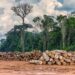 Três terras indígenas que lideram a exploração madeireira na Amazônia estão na área de influência da BR-319, diz Simex  