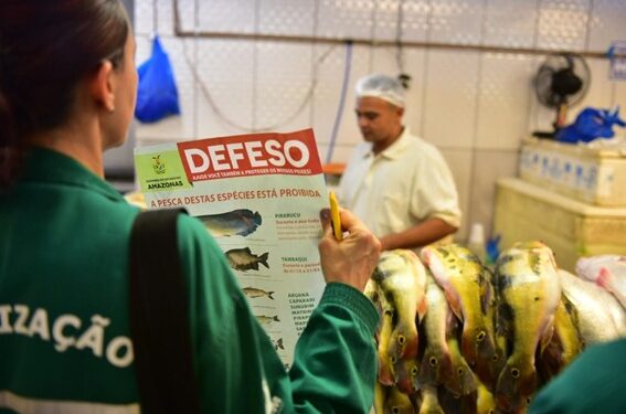 Conheça as espécies de peixe que estão no Período de Defeso do Amazonas