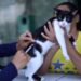 Super Nova Era sedia novo evento de adoção de animais e ação de vacinação antirrábica